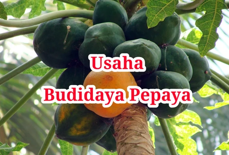 Usaha Budidaya Pepaya