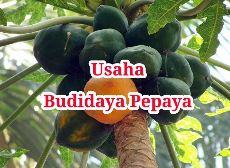 Usaha Budidaya Pepaya