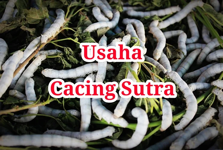 Usaha Cacing Sutra