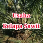 Usaha Kelapa Sawit