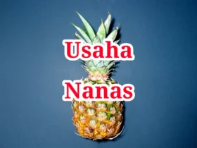 Usaha Nanas