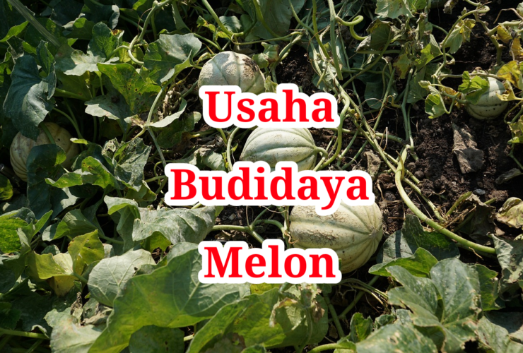 Usaha Budidaya Melon