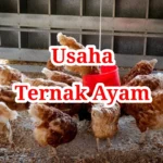 Usaha Ternak Ayam