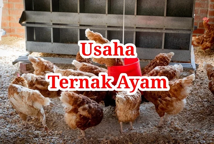 Usaha Ternak Ayam