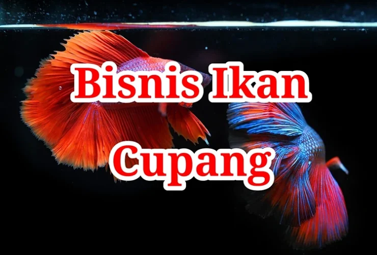 Bisnis Ikan Cupang