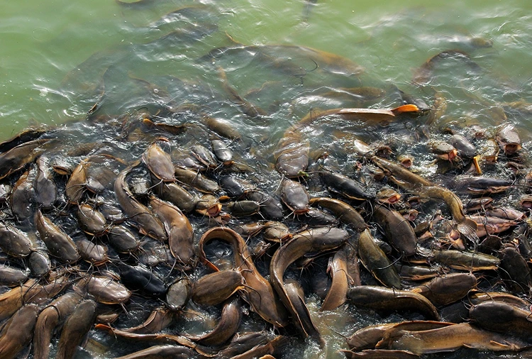 Risiko Menjalankan Usaha Ternak Lele di Kolam Terpal