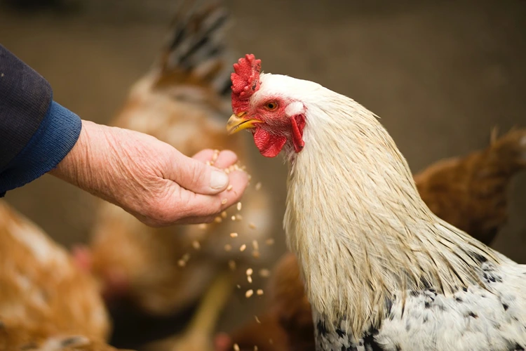 Cara Menjalankan Usaha Ternak Ayam Kampung
