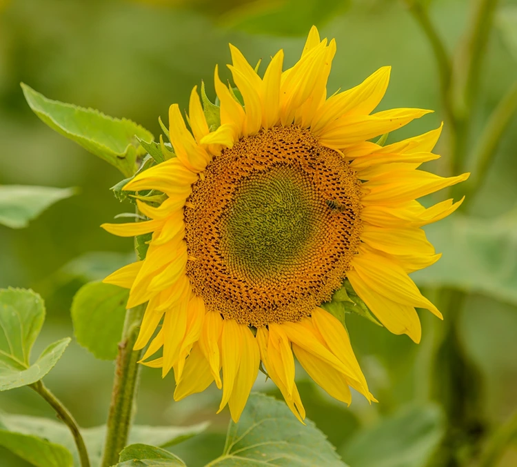 Cara Menjalankan Usaha Bunga Matahari