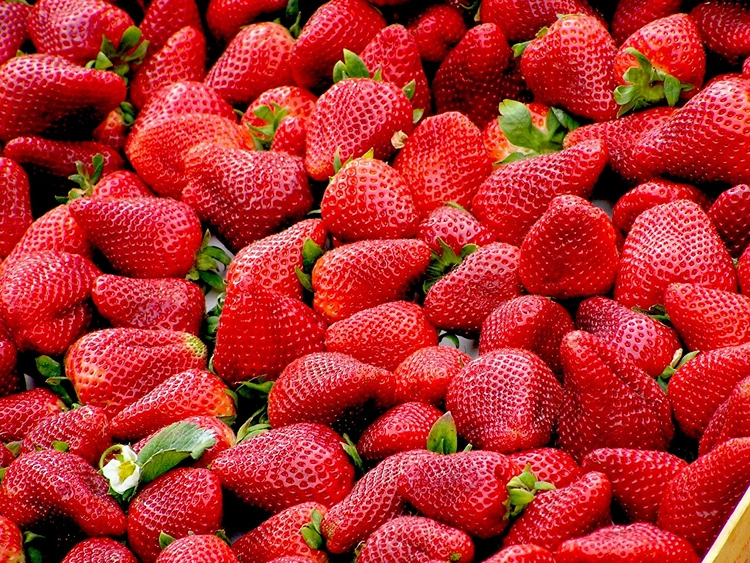 Cara Memulai Usaha Strawberry