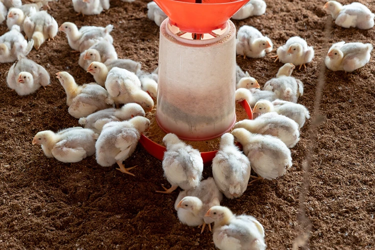Cara Menjalankan Usaha Ternak Ayam Potong